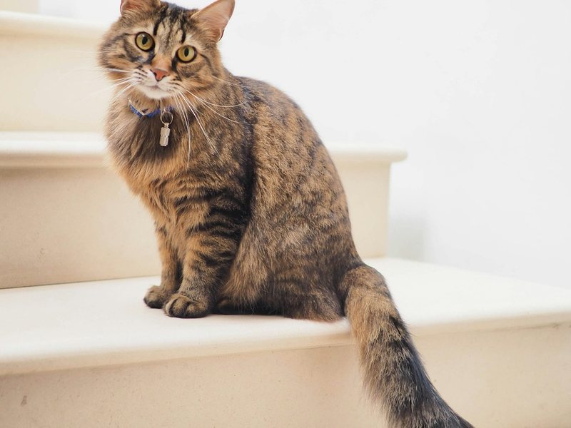 A cat sitting on a staircase